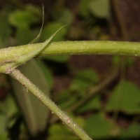 Arachis hypogaea L.